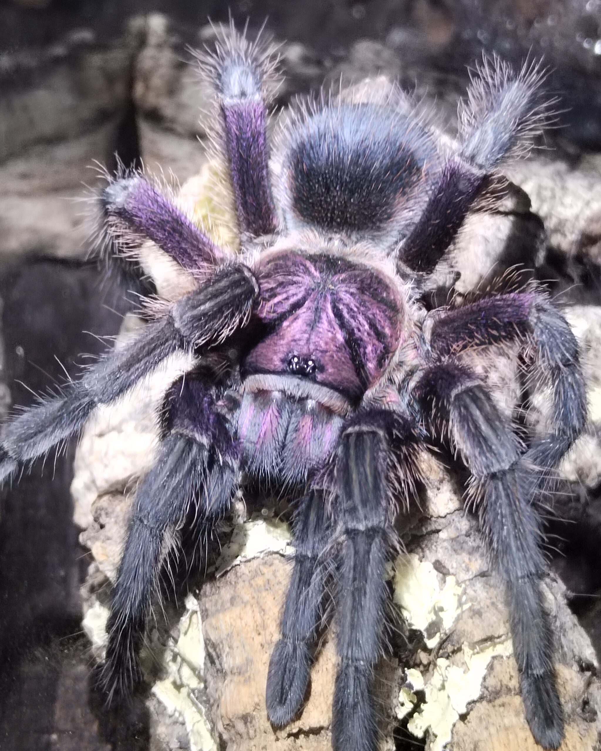 Diverse Vogelspinnen