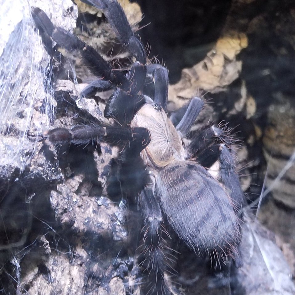 Vogelspinne Grammostola pulchra