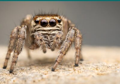 inbound2391990941114652151